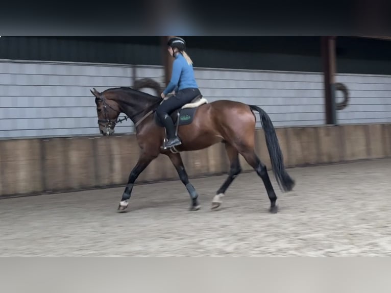 KWPN Caballo castrado 7 años 171 cm Castaño in Oud Gastel