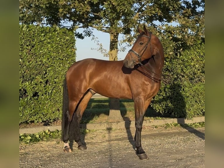 KWPN Caballo castrado 7 años 171 cm Castaño in Oud Gastel