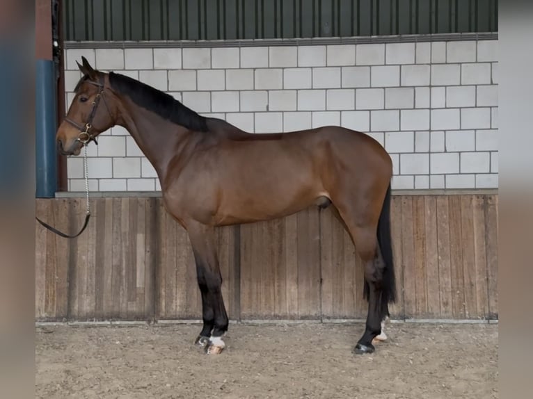 KWPN Caballo castrado 7 años 171 cm Castaño in Oud Gastel