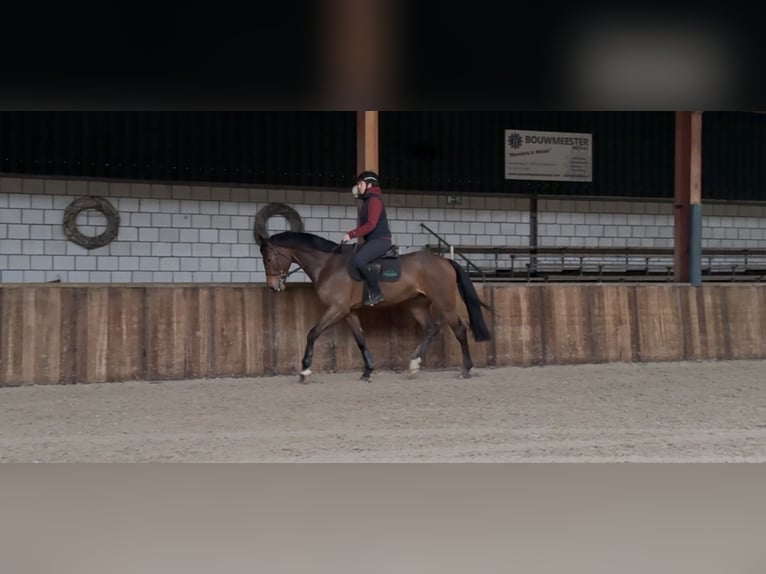 KWPN Caballo castrado 7 años 171 cm Castaño in Oud Gastel