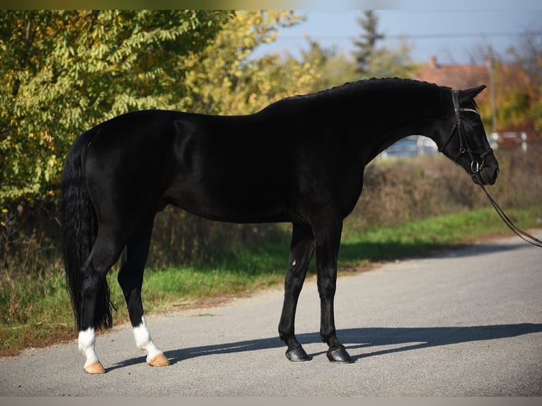 KWPN Caballo castrado 7 años 171 cm Negro in Bekesszentandras