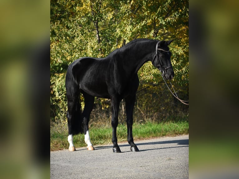 KWPN Caballo castrado 7 años 171 cm Negro in Bekesszentandras