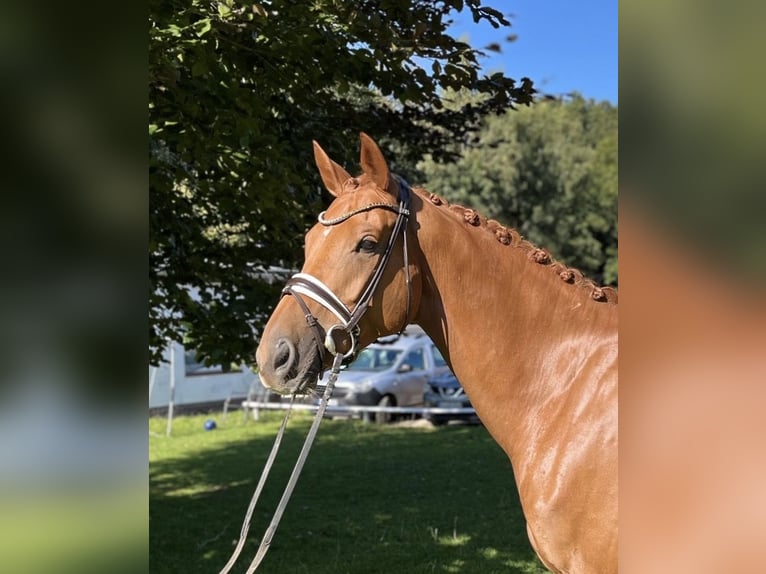KWPN Caballo castrado 7 años 172 cm Alazán in Schierensee KWPN Caballo castrado 7 años 172 cm Alazán in Schierensee