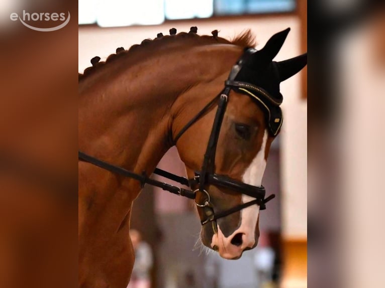 KWPN Caballo castrado 7 años 172 cm Alazán in Cambiago