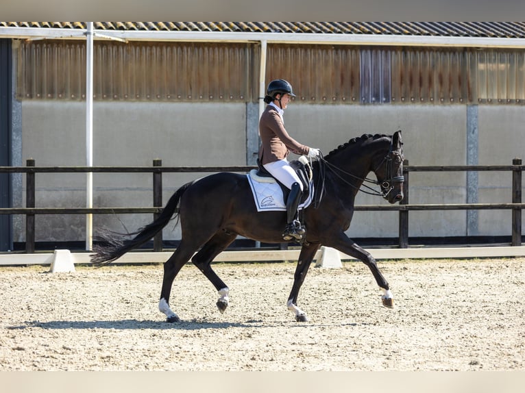 KWPN Caballo castrado 7 años 172 cm in Harlingen