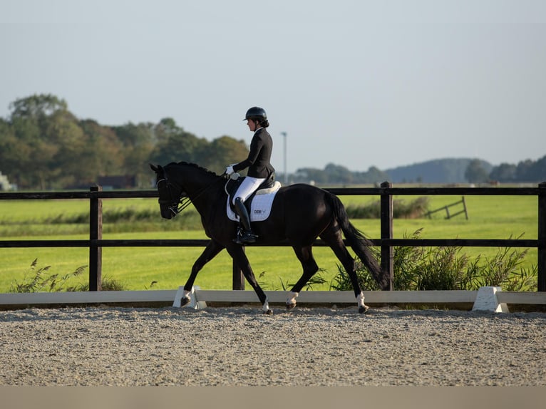 KWPN Caballo castrado 7 años 172 cm in Harlingen