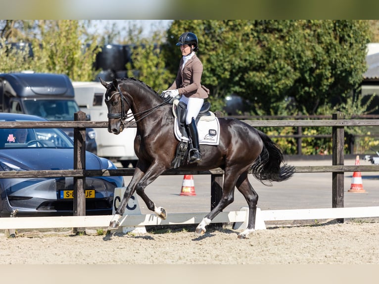 KWPN Caballo castrado 7 años 172 cm in Harlingen