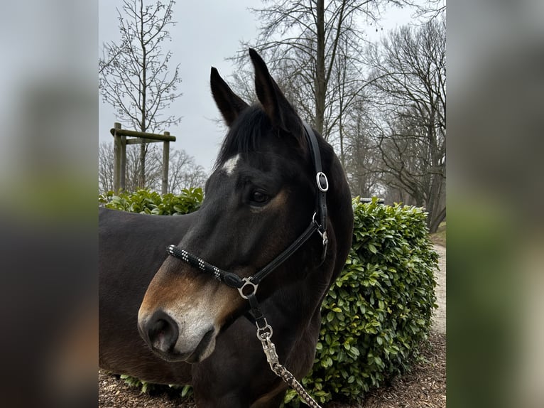 KWPN Caballo castrado 7 años 172 cm Castaño oscuro in Bischofsheim
