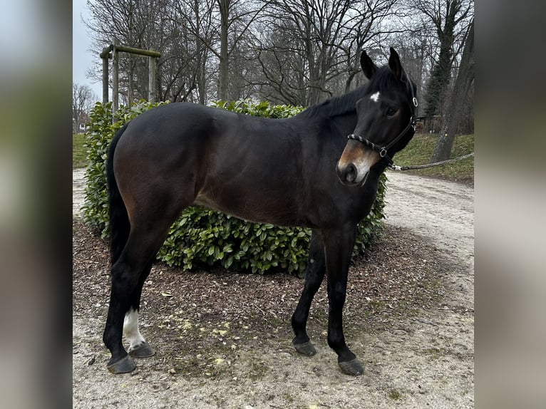 KWPN Caballo castrado 7 años 172 cm Castaño oscuro in Bischofsheim