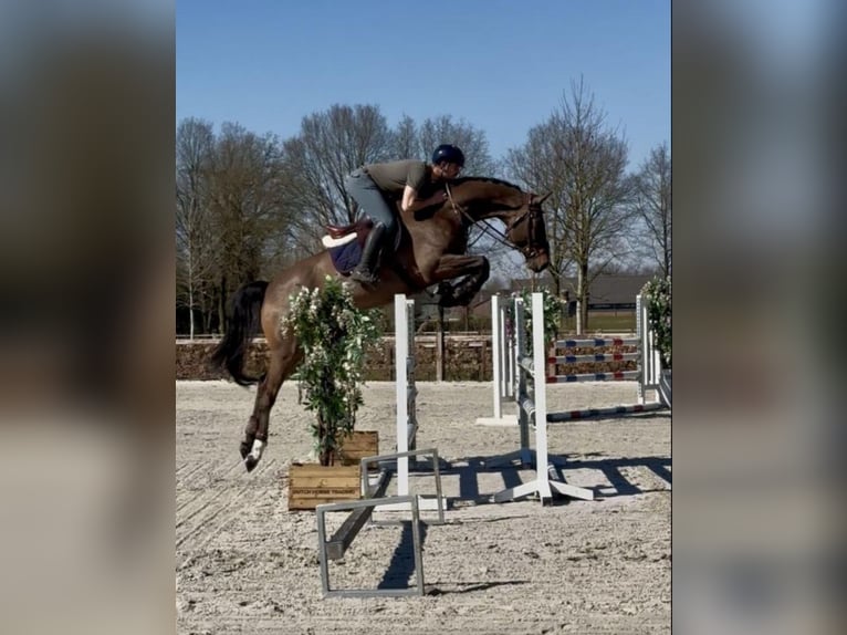 KWPN Caballo castrado 7 años 172 cm Castaño oscuro in Dubai, Dubai