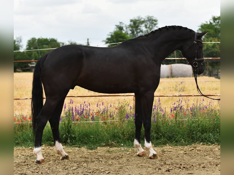 KWPN Caballo castrado 7 años 172 cm Castaño oscuro in Balatonfüred