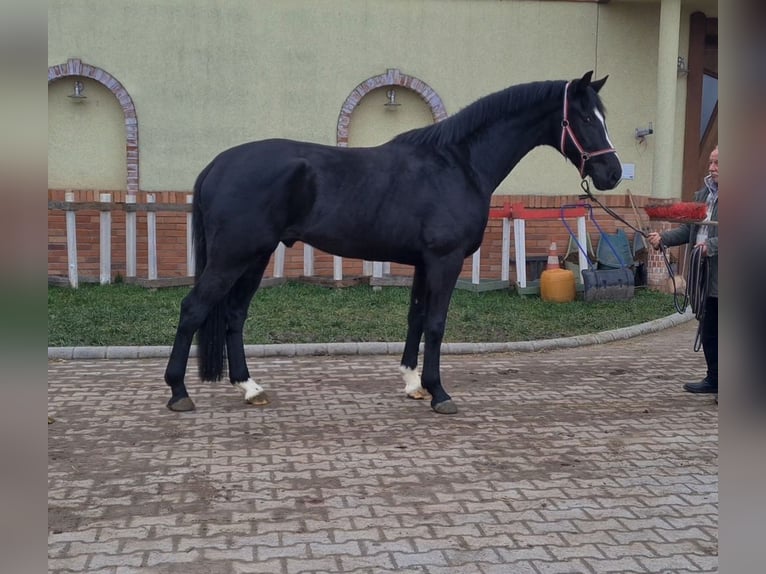 KWPN Caballo castrado 7 años 172 cm Negro in Békéscsaba