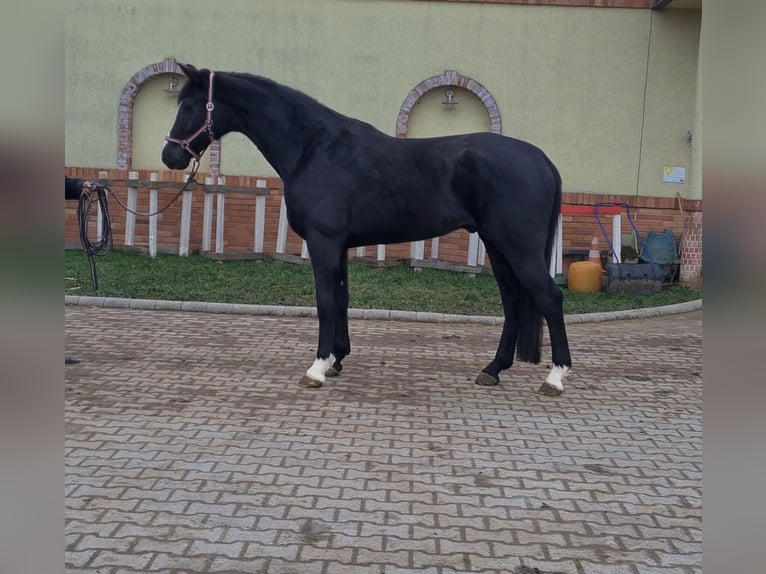 KWPN Caballo castrado 7 años 172 cm Negro in Békéscsaba