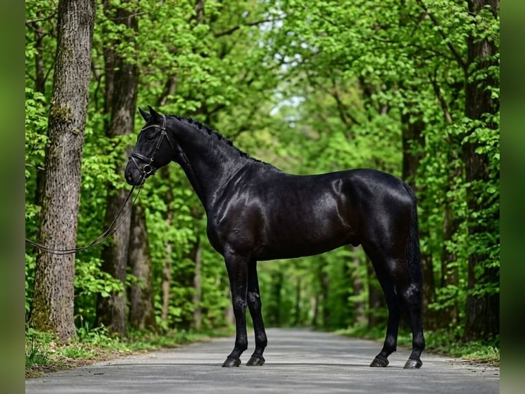 KWPN Caballo castrado 7 años 172 cm Negro in Kecskemét