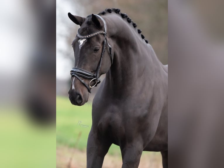 KWPN Caballo castrado 7 años 172 cm Negro in Peer