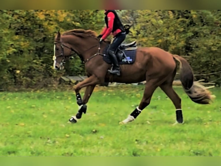 KWPN Caballo castrado 7 años 173 cm Alazán in Hof