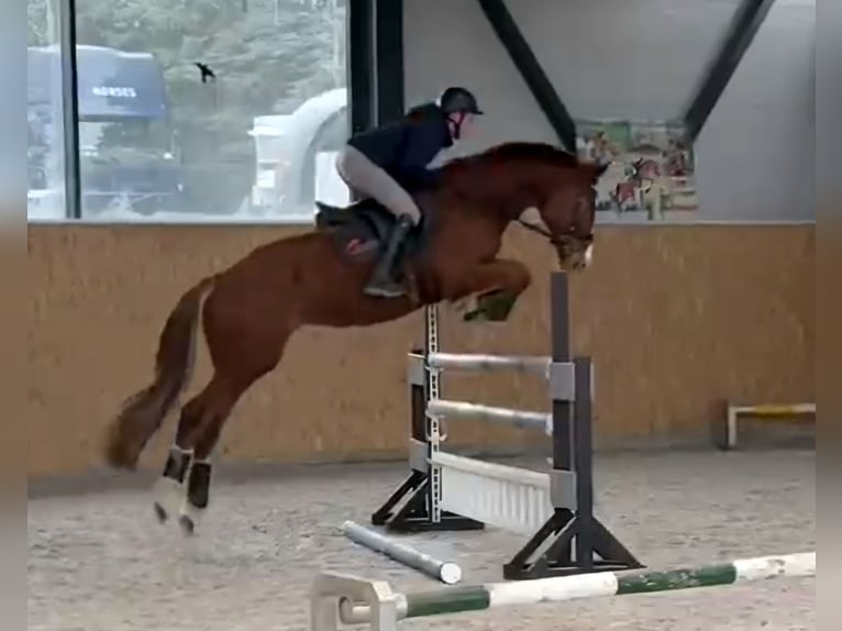 KWPN Caballo castrado 7 años 173 cm Alazán in Zwickau