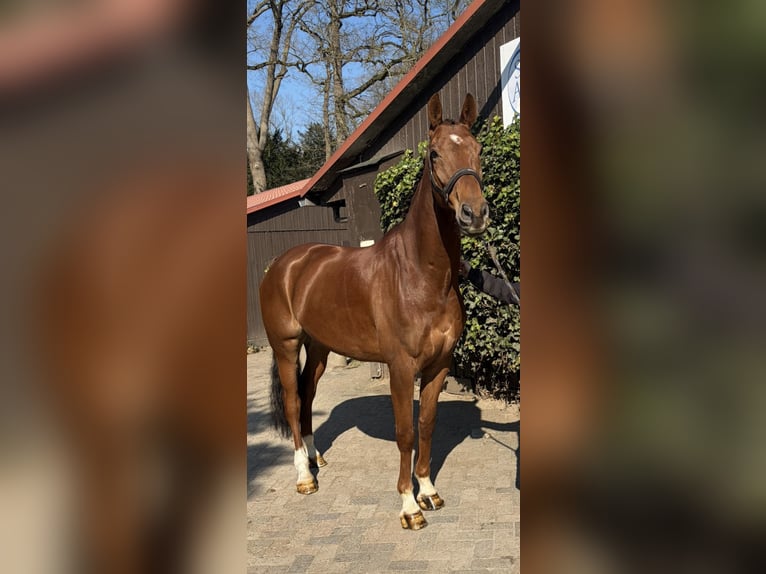 KWPN Caballo castrado 7 años 174 cm Alazán in Barneveld