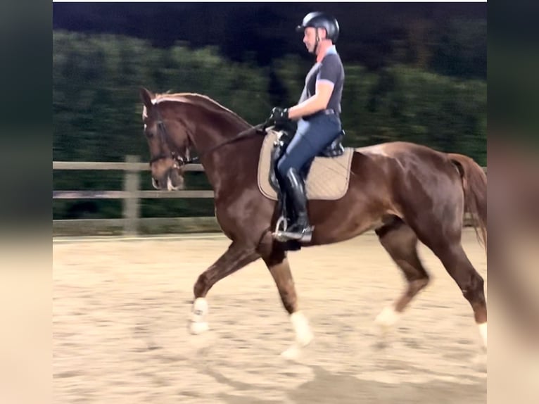 KWPN Caballo castrado 7 años 174 cm Alazán-tostado in Dijon