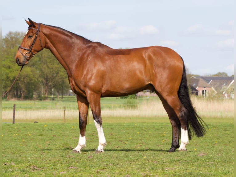 KWPN Caballo castrado 7 años 174 cm Castaño in Diepenveen