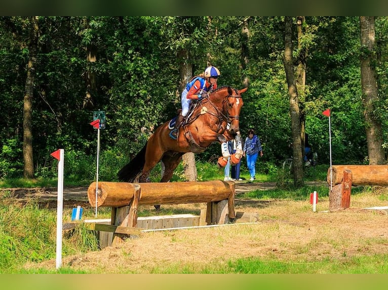 KWPN Caballo castrado 7 años 174 cm Castaño in Diepenveen