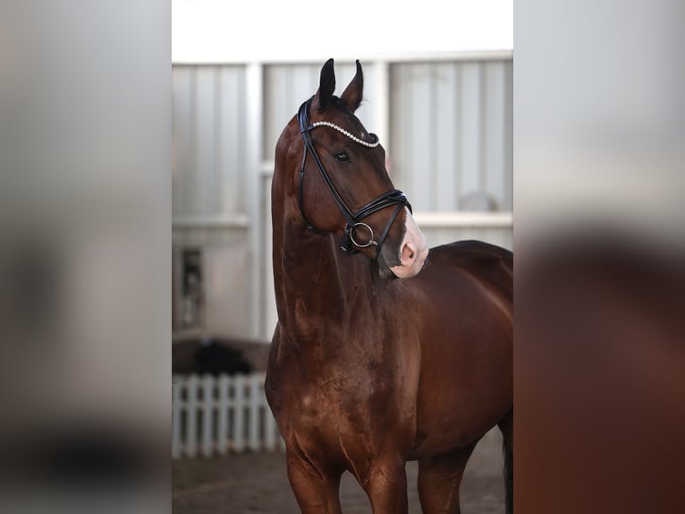 KWPN Caballo castrado 7 años 174 cm Castaño in K&#xF6;nigswinter