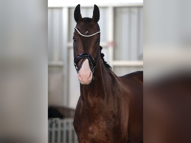 KWPN Caballo castrado 7 años 174 cm Castaño in K&#xF6;nigswinter