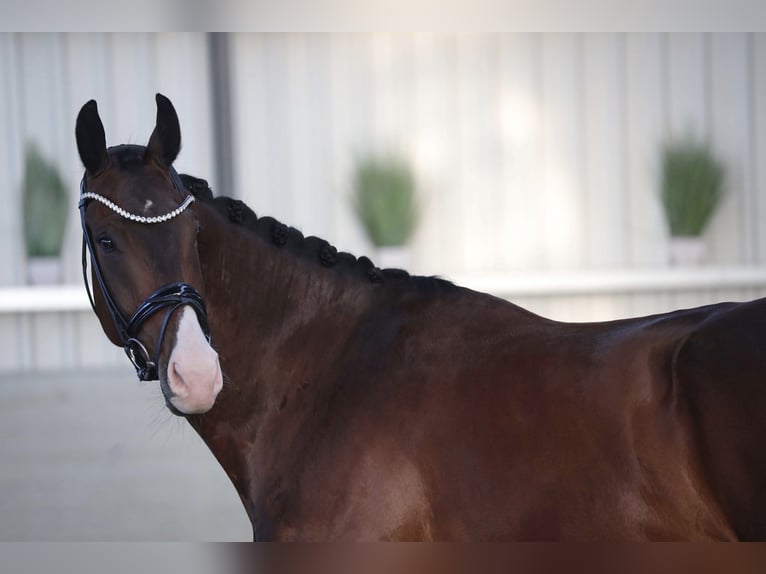 KWPN Caballo castrado 7 años 174 cm Castaño in K&#xF6;nigswinter