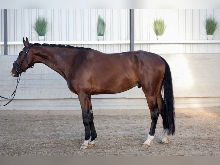 KWPN Caballo castrado 7 años 174 cm Castaño in K&#xF6;nigswinter