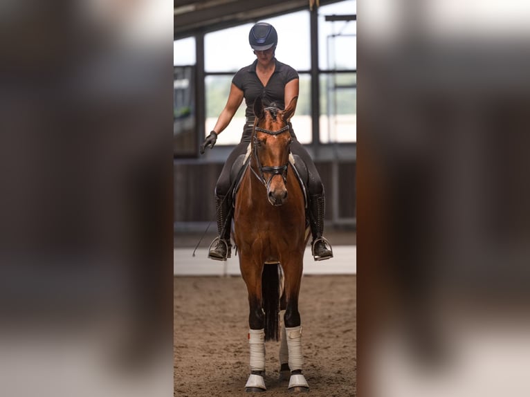 KWPN Caballo castrado 7 años 174 cm Castaño in Heiligenhaus