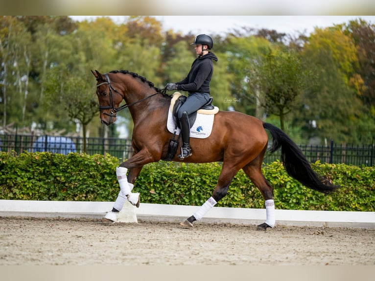 KWPN Caballo castrado 7 años 174 cm Castaño in Weert