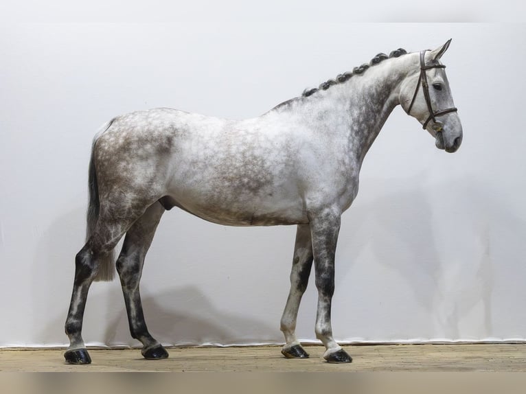 KWPN Caballo castrado 7 años 175 cm  in Waddinxveen