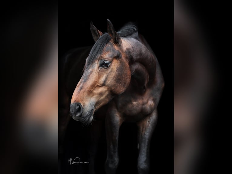 KWPN Caballo castrado 7 años 175 cm  in Waddinxveen