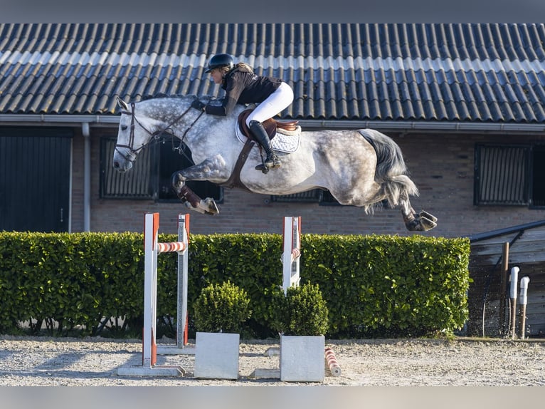 KWPN Caballo castrado 7 años 175 cm  in Waddinxveen