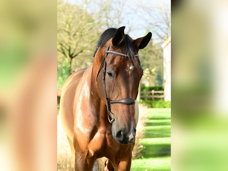 KWPN Caballo castrado 7 años 175 cm Castaño in Bladel