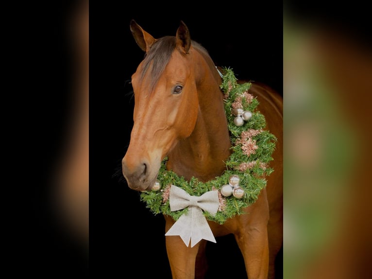 KWPN Caballo castrado 7 años 175 cm Castaño claro in Stadskanaal