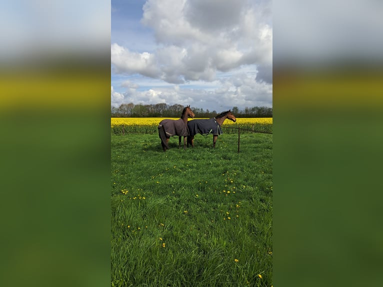 KWPN Caballo castrado 7 años 175 cm Castaño claro in Stadskanaal