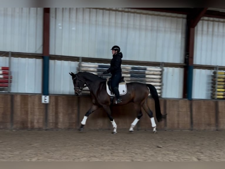 KWPN Caballo castrado 7 años 175 cm Castaño oscuro in Oud Gastel