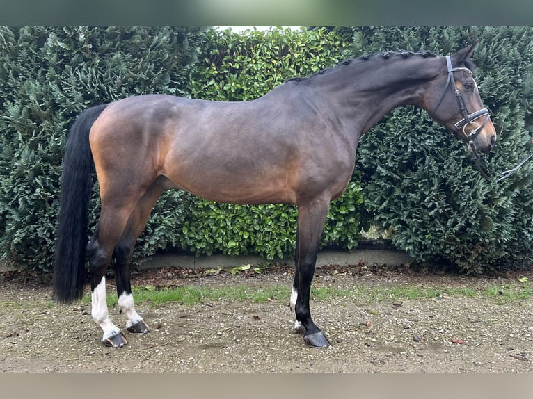 KWPN Caballo castrado 7 años 175 cm Castaño oscuro in Oud Gastel