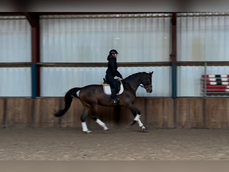 KWPN Caballo castrado 7 años 175 cm Castaño oscuro in Oud Gastel