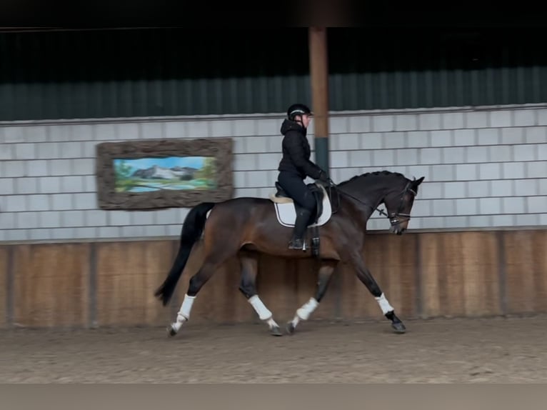 KWPN Caballo castrado 7 años 175 cm Castaño oscuro in Oud Gastel