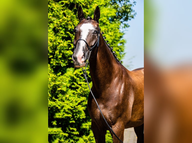 KWPN Caballo castrado 7 años 175 cm Castaño oscuro in Ragow-Merz Merz