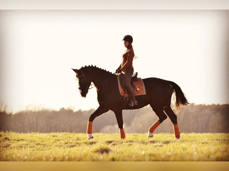 KWPN Caballo castrado 7 años 175 cm Castaño oscuro in Ragow-Merz Merz