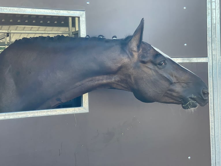 KWPN Caballo castrado 7 años 175 cm Castaño oscuro in Ragow-Merz Merz