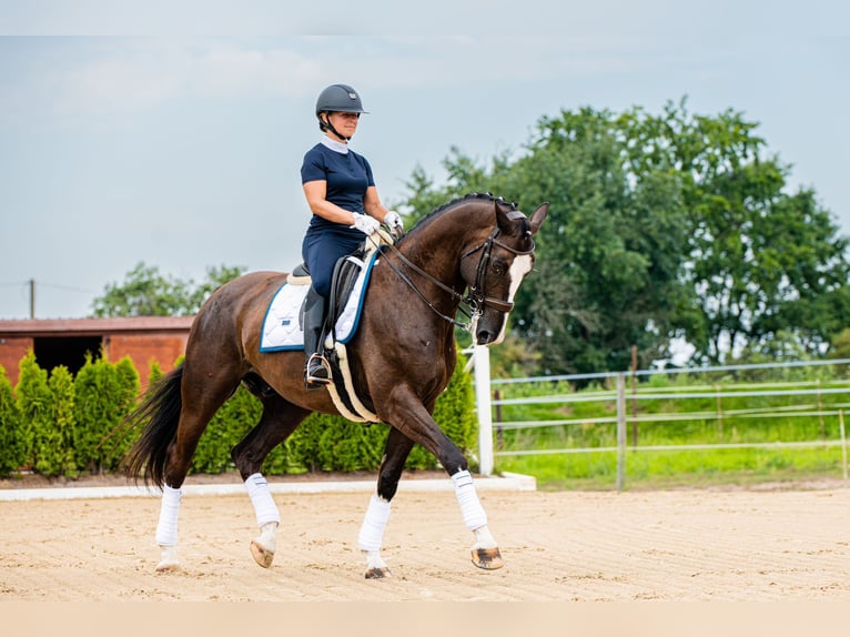 KWPN Caballo castrado 7 años 175 cm Castaño oscuro in Ragow-Merz Merz