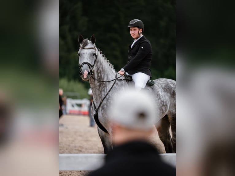 KWPN Caballo castrado 7 años 175 cm Tordo in Krikumi, Ropažu pag