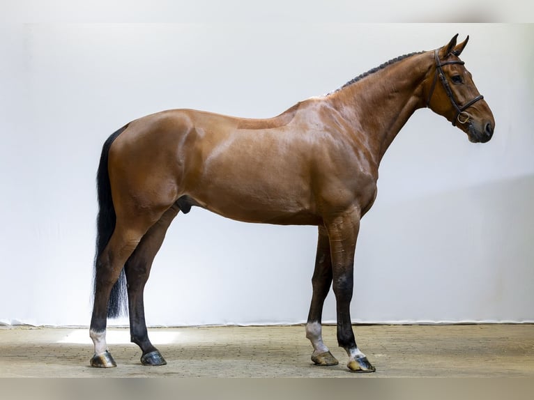 KWPN Caballo castrado 7 años 178 cm  in Waddinxveen