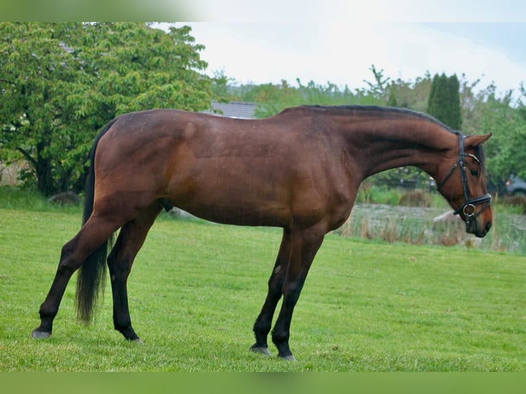 KWPN Caballo castrado 7 años 178 cm Castaño in Göda