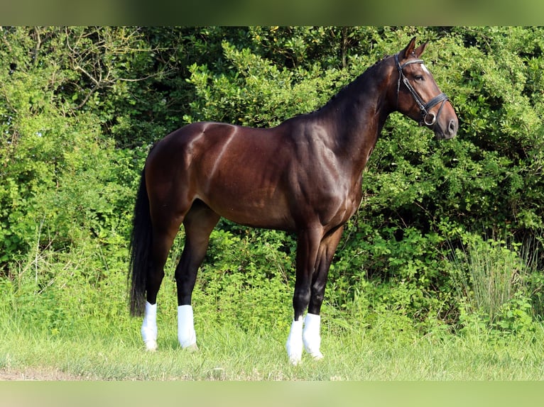 KWPN Caballo castrado 7 años 178 cm Castaño oscuro in Bouches du Rhône