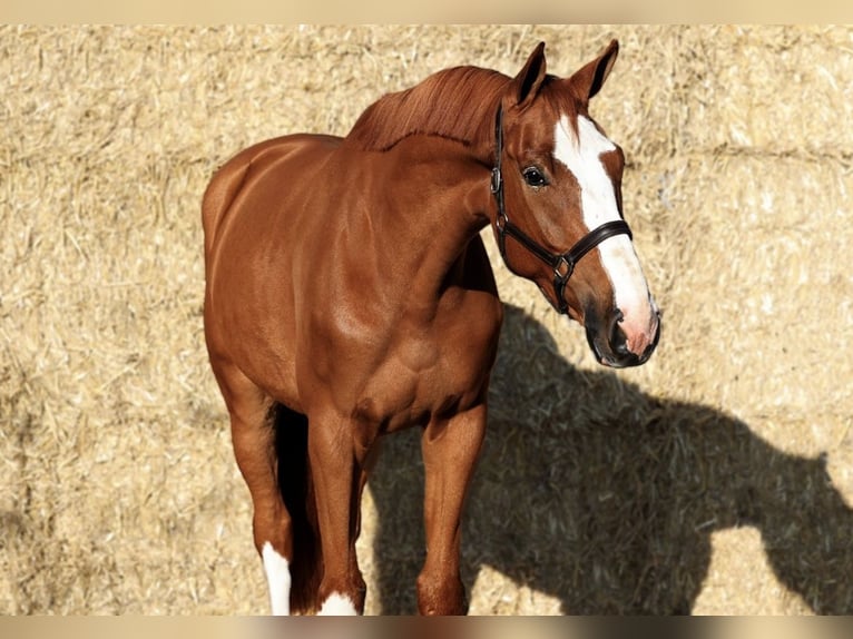 KWPN Caballo castrado 7 años 179 cm Alazán in Miltenberg